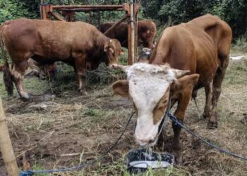 Wabah PMK di Jatim kembali tinggi, Komisi B akan panggil pihak terkait agar cepat tangani kasus ini