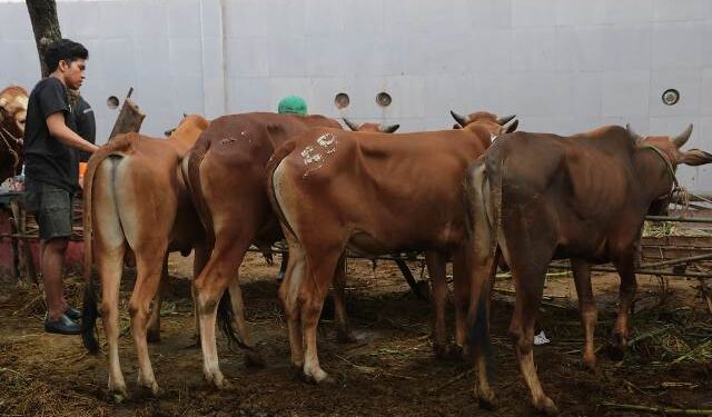 Penjualan dan lalu lintas hewan kurban diperketat jelang Idul Adha