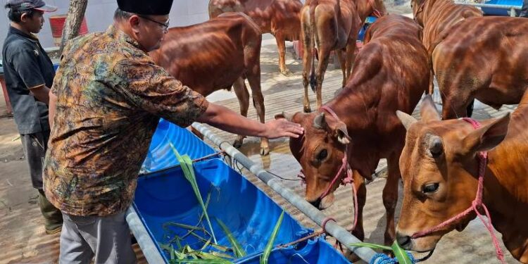 RPH Surabaya siap layani pembeli dan pemotongan hewan kurban: Ada diskon khusus