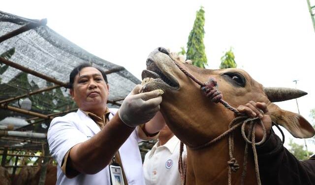 Pemkot Surabaya periksa hewan kurban cegah PMK dan LSD, yang sehat ditempel stiker