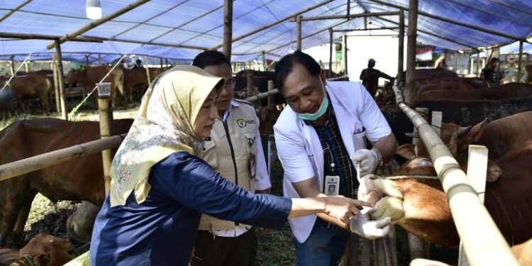 Tak cukup kantongi SKKH, hewan kurban di Surabaya tetap diperiksa ulang