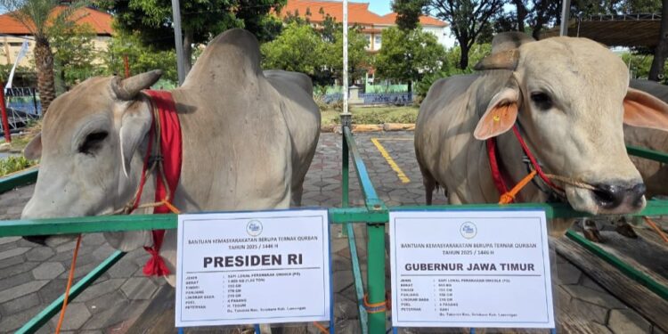 Presiden Prabowo, Gubernur Khofifah dan Wagub Emil, kompak piilih sapi lokal PO, untuk Kurban di Masjid Al Akbar Surabaya