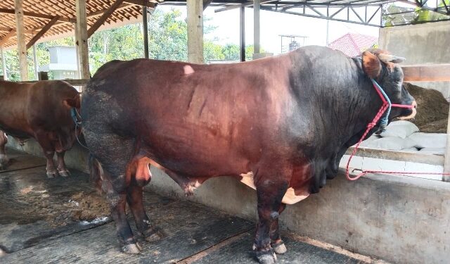 Idul Adha, keluarga Bung Karno kurban sapi untuk masyarakat Kota dan Kabupaten Blitar
