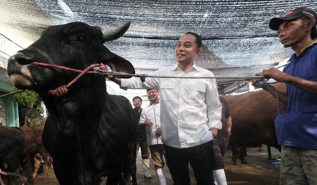 Sapi Limosin bobot 1,1 ton dari RPH Surabaya, jadi hewan kurban Wali Kota Eri Cahyadi
