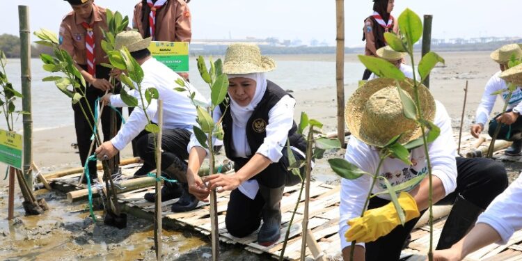 Hutan Mangrove Jatim terluas, Gubernur Khofifah ajak masyarakat sedekah oksigen lewat gerakan tanam mangrove