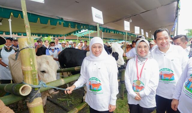 Lakukan gerakan serentak inseminasi buatan, Gubernur: Jika masif, Indonesia swasembada daging tahun 2029