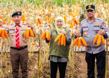 Panen jagung bersama Kapolda, Ketua Kwarda Pramuka dan HKTI di Banyuwangi, Gubernur Khofifah: Sinergi untuk Kedaulatan Pangan Jawa Timur
