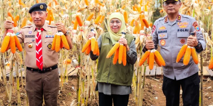 Panen jagung bersama Kapolda, Ketua Kwarda Pramuka dan HKTI di Banyuwangi, Gubernur Khofifah: Sinergi untuk Kedaulatan Pangan Jawa Timur
