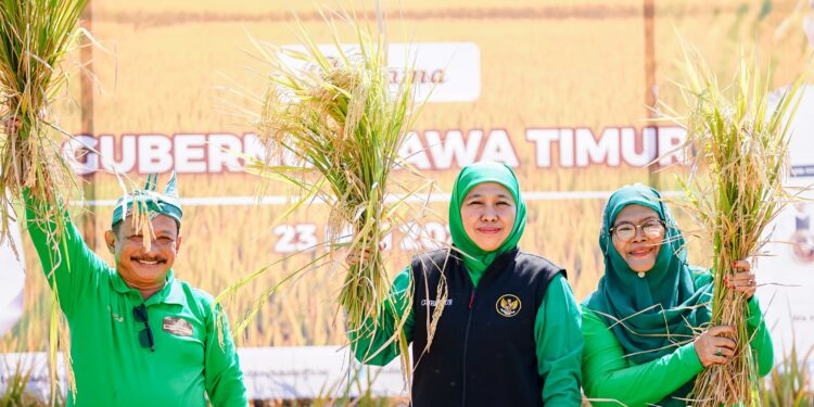 Antisipasi kemarau 2026, Gubernur Khofifah instruksikan Bupati/Wali Kota jaga produksi pertanian Jawa Timur