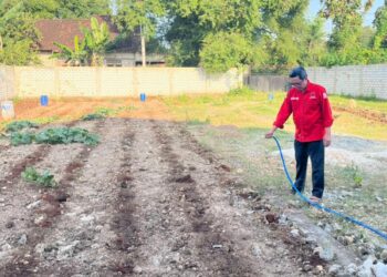 Tindaklanjuti instruksi Megawati Soekarno Putri, Anggota Fraksi PDIP DPRD Jatim ini tanam sorgum di Tuban