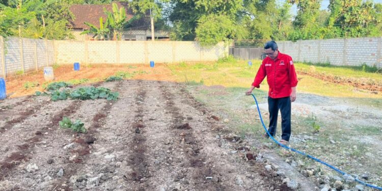 Tindaklanjuti instruksi Megawati Soekarno Putri, Anggota Fraksi PDIP DPRD Jatim ini tanam sorgum di Tuban