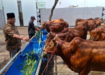 Idul Adha 2026, RPH Surabaya Tak Jual Hewan Kurban: Hanya Layani Pemotongan