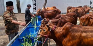 Idul Adha 2026, RPH Surabaya Tak Jual Hewan Kurban: Hanya Layani Pemotongan