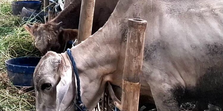 Hewan Kurban Juga Bisa Stres, Jangan Asah Pisau di Depannya