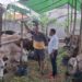 DPRD Surabaya Tekankan Tindakan Preventif Pasca Temuan Skabies Hewan Kurban