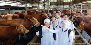 Tinjau peternakan di Nganjuk, Gubernur Khofifah tegaskan stok sapi kurban cukup, memenuhi syarat, sehat dan bebas PMK serta LSD