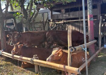 Jaga tradisi gotong royong, DPD PDIP Jatim salurkan 468 ekor hewan sapi kurban untuk masyarakat Jatim