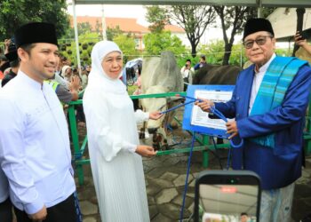 Salat Idul Adha di Masjid Al-Akbar, Gubernur Khofifah serahkan sapi kurban berjenis Belgian Blu dan dari Presiden Prabowo berjenis PO 