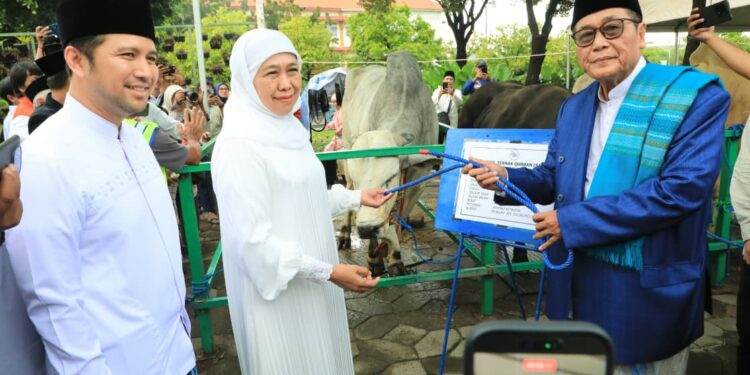 Salat Idul Adha di Masjid Al-Akbar, Gubernur Khofifah serahkan sapi kurban berjenis Belgian Blu dan dari Presiden Prabowo berjenis PO