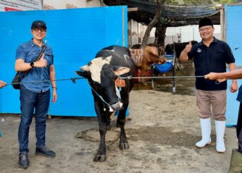 PAM Surya Sembada Tebar 13 Sapi Kurban, Ribuan Warga Surabaya Ikut Rasakan Manfaatnya