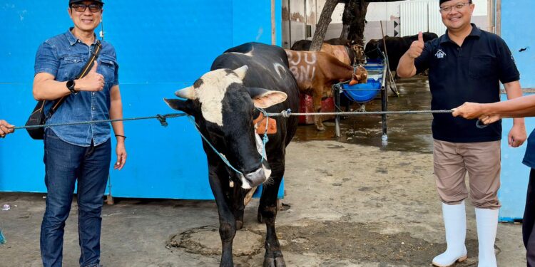 PAM Surya Sembada Tebar 13 Sapi Kurban, Ribuan Warga Surabaya Ikut Rasakan Manfaatnya