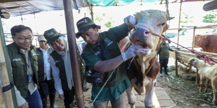 Pemkot Surabaya Temukan Hewan Kurban Terindikasi Skabies