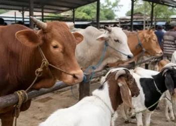 Salurkan seribu lebih hewan qurban ke Pesantren dan Masyarakat, Sekertaris PKB Jatim: Bentuk kedekatan PKB dengan akar sosial dan budaya