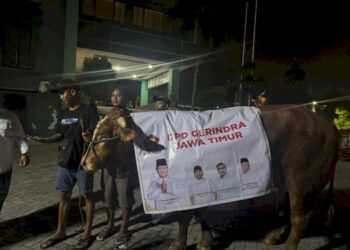Idul Adha 1447 H, Partai Gerindra Jatim salurkan hewan kurban 226 sapi dan 345 kambing