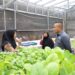 Cak Yebe Dorong Urban Farming Jadi Kekuatan Ketahanan Pangan Kampung di Surabaya