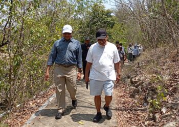 Mangrove Malang Selatan Berpotensi Jadi Sumber Ekonomi Baru, CMC Bidik Perdagangan Karbon
